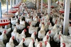POULTRY EDUCATION